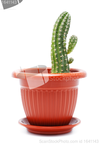 Image of Cactus Pot