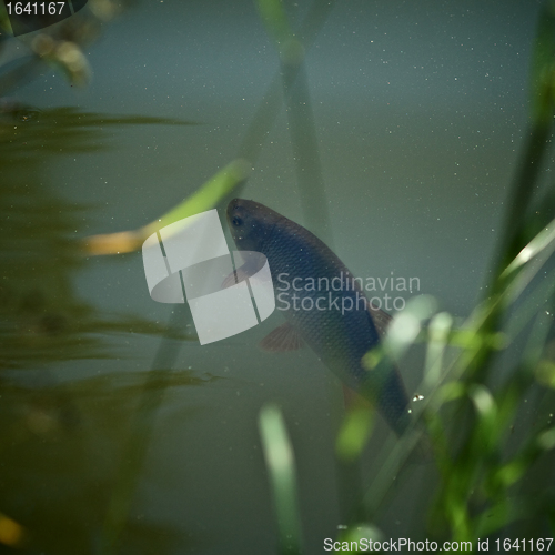 Image of Singing carp fish coming out of the water