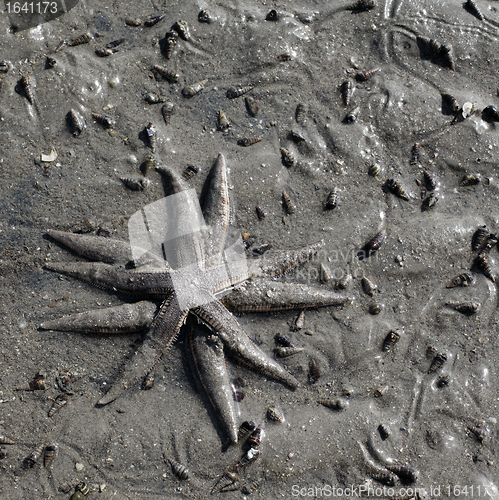 Image of Two Starfishes