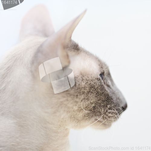 Image of Hairless Cat