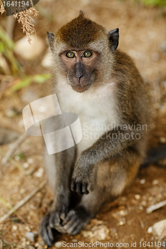 Image of Macaque Monkey