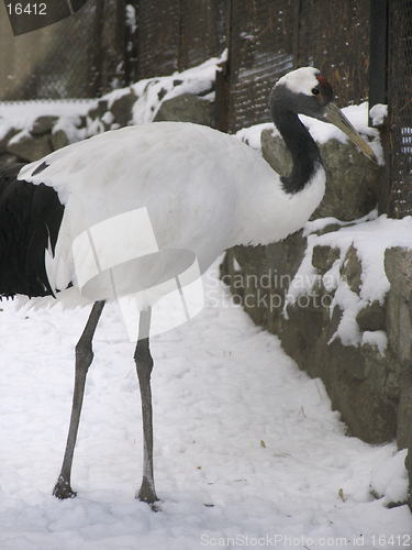 Image of Japanese crane