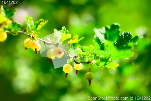 Image of Ripe Gooseberry