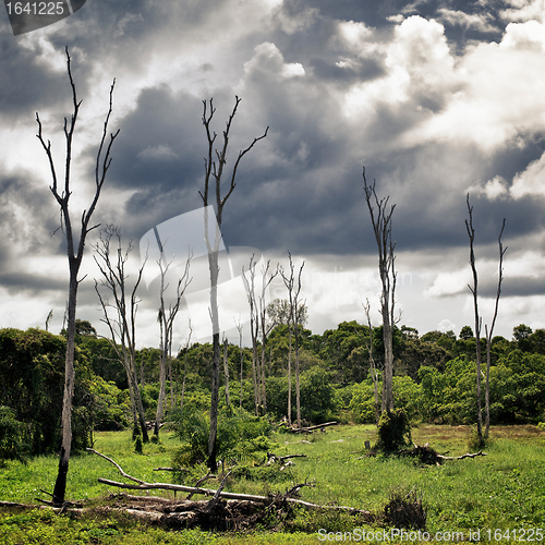 Image of Dry Trees on Swamp