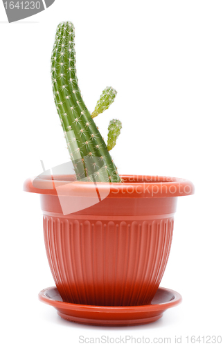 Image of Cactus Pot