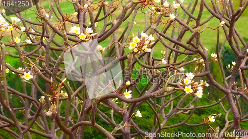 Image of Plumeria Flower