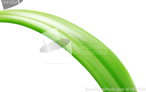 Image of Green Leaf