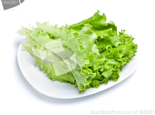 Image of Green Lettuce