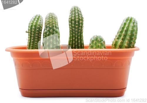 Image of Cactus Pot