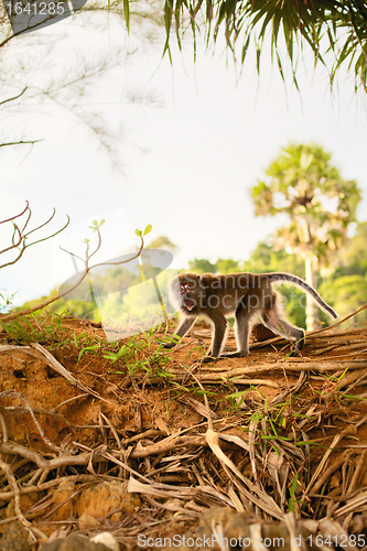 Image of Macaque Monkey