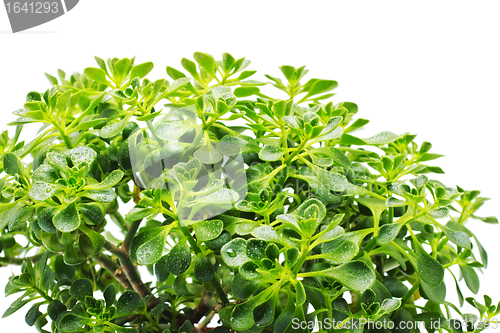 Image of Green Leaves