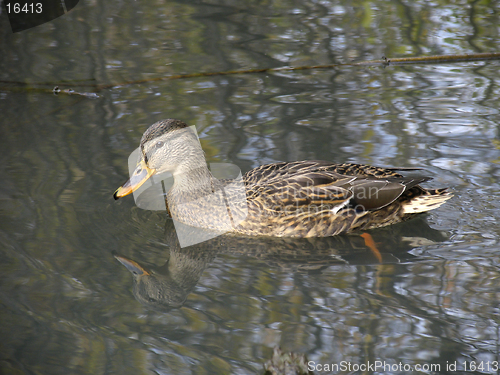 Image of Wild duck