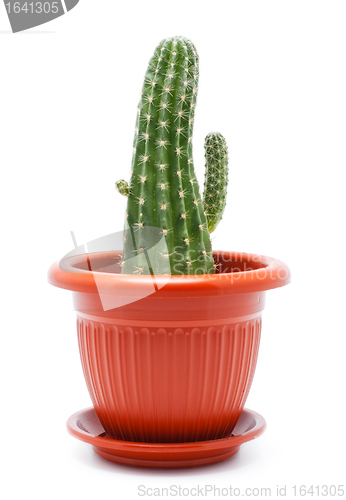 Image of Cactus Pot