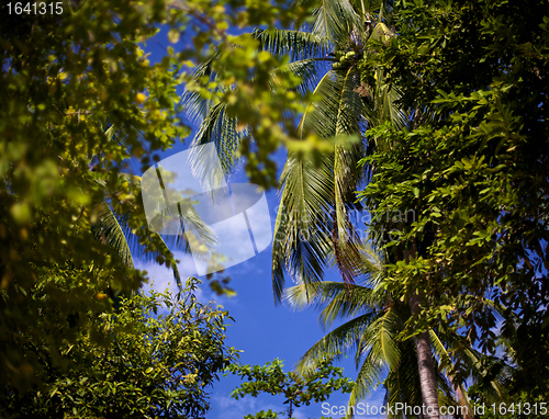 Image of Tropical Forest