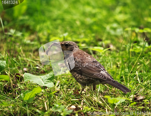 Image of Song Thrush Catch Earthworm