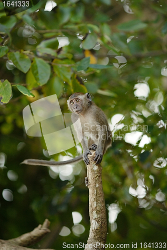 Image of Jumping Macaque Monkey
