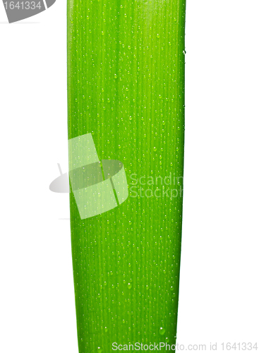 Image of Green Leaf