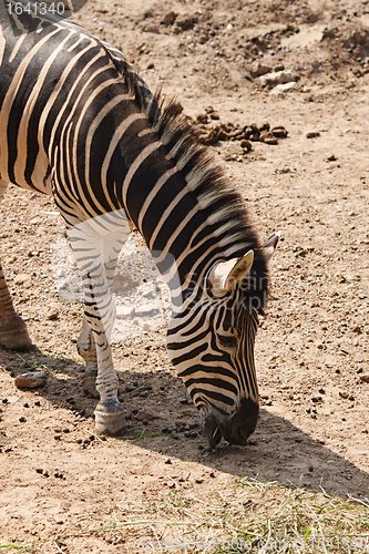 Image of Zebra Eating