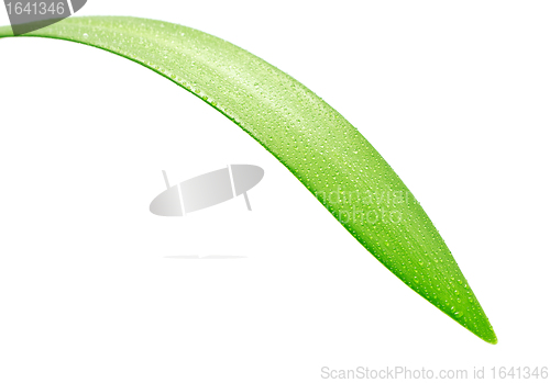 Image of Green Leaf
