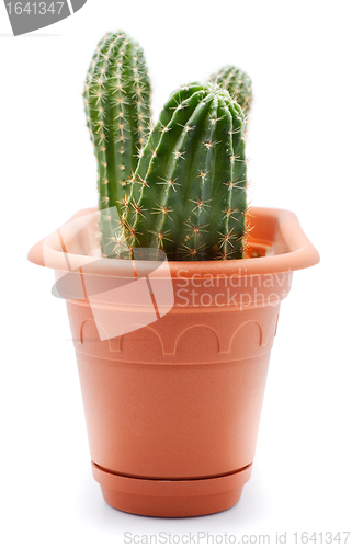 Image of Cactus Pot