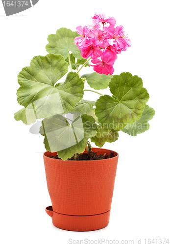 Image of Geranium in Pot