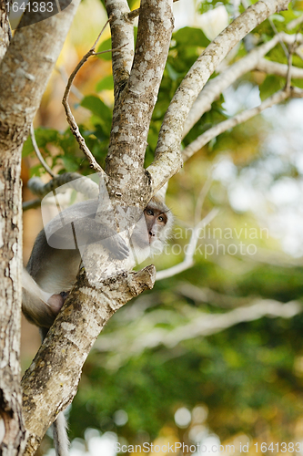 Image of Macaque Monkey