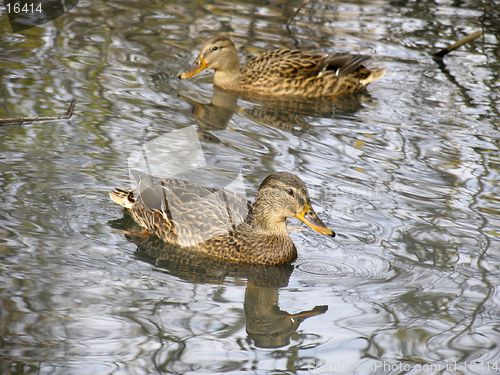 Image of Wild ducks