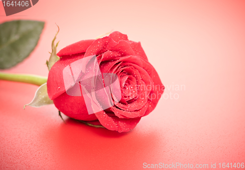 Image of Red Rose Bud