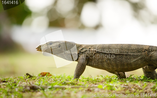 Image of banded monitor lizard