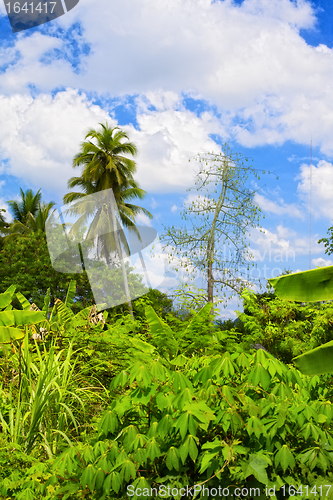 Image of Thai Jungle