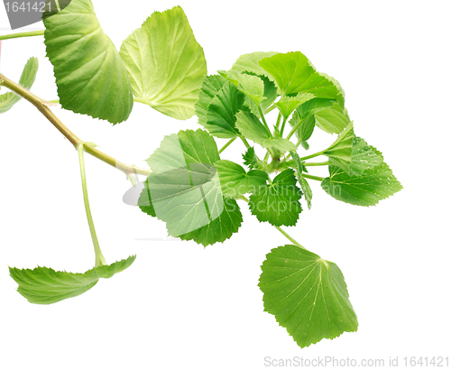 Image of Geranium Leaves