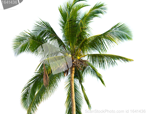 Image of Coconut Palm