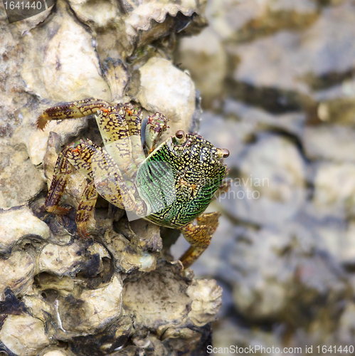 Image of Green Crab