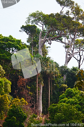 Image of Thai Jungle