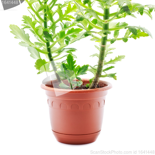 Image of Home Plant