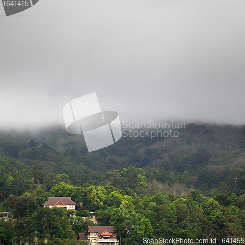 Image of Forest Under Rain