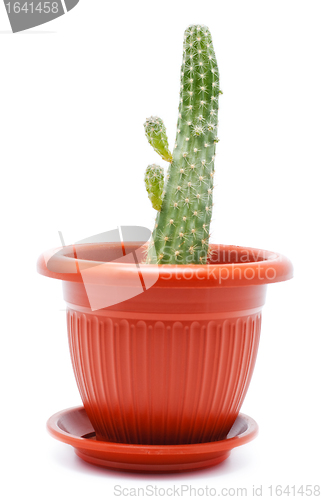 Image of Cactus Pot