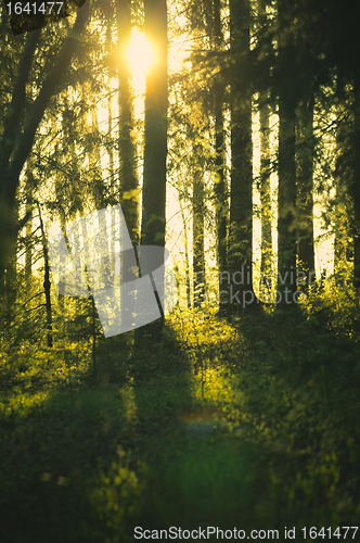 Image of Sunshine in Forest