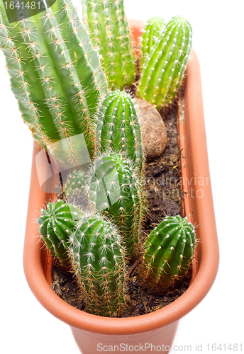 Image of Cactus Pot