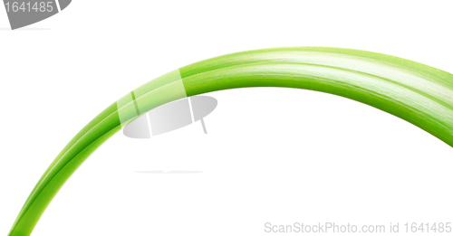 Image of Green Leaf