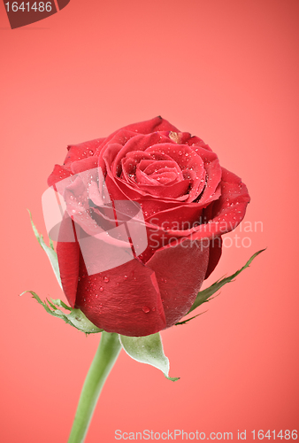 Image of Red Rose Bud