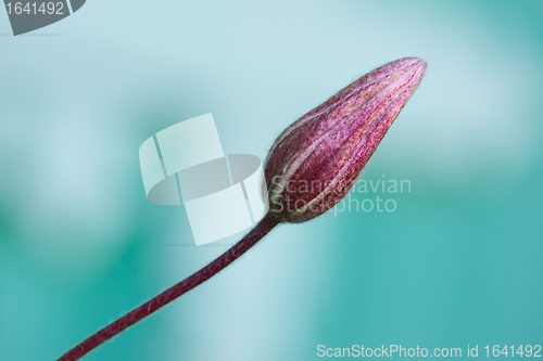 Image of Violet Flower Bud