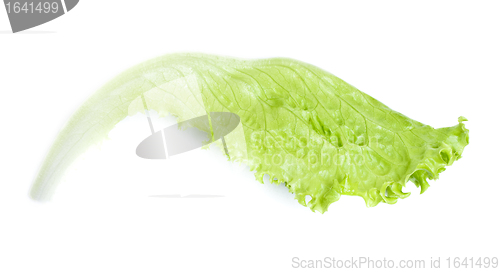 Image of Green Lettuce