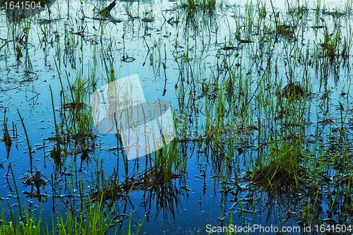 Image of Grass in Water