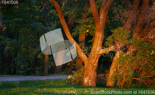 Image of Evening Autumn Park