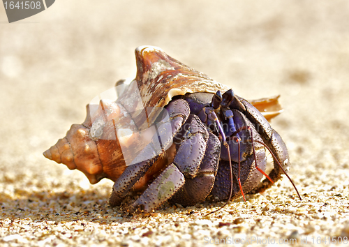 Image of Hermit Crab