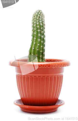 Image of Cactus Pot