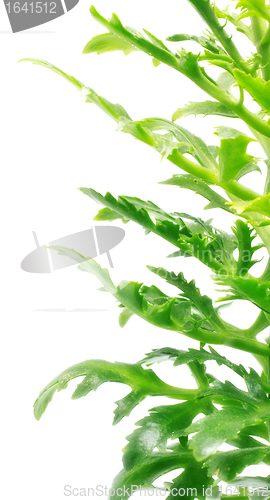 Image of Green Leaves