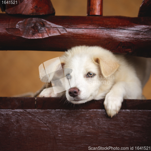 Image of Labrador Retriever Puppy