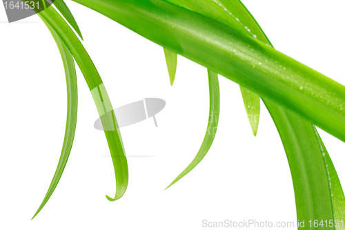 Image of Green Leaves
